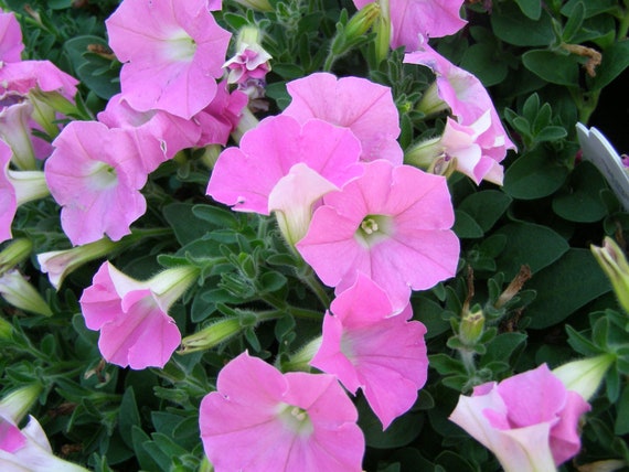 25 Easy Wave Coral Reef Pelleted Seeds | Flower Seeds | Plant Nursery
