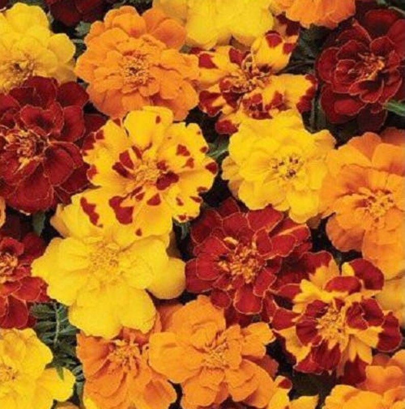 1000 Bulk Marigold Seeds Marigold Durango Outback Mix Etsy