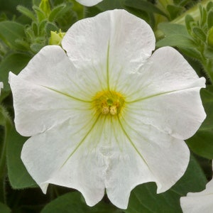 Petunia Seeds Flashforward White 25 Pelleted Seeds