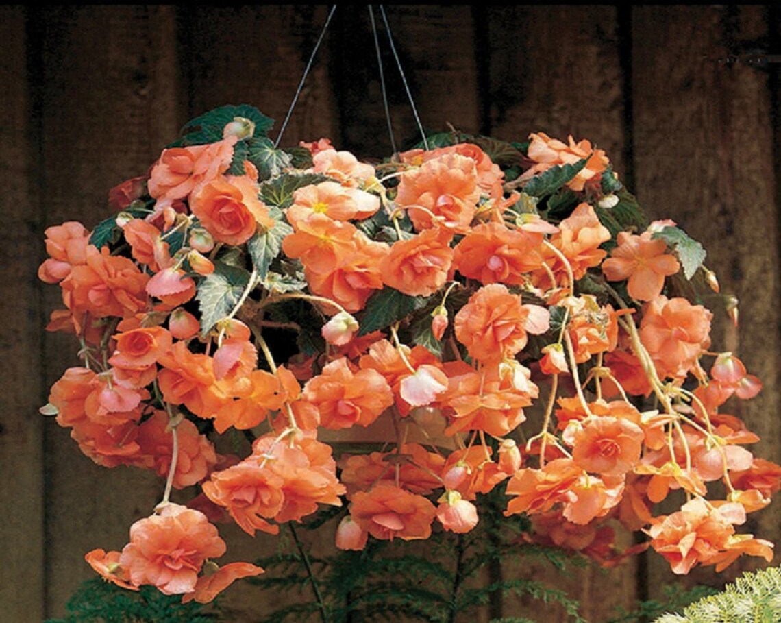 Begonia Seeds Begonia Sun Dancer Apricot 15 Pelleted Seeds Etsy