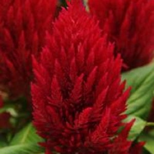 Celosia Seeds First Flame Red 50 Pelleted Seeds