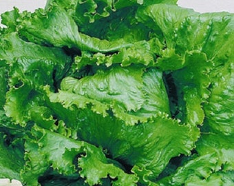 3,000 Lettuce Seeds Great Lakes Crisphead