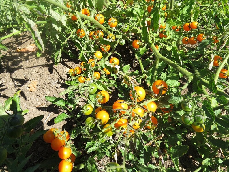 Sunsugar Tomato Seeds 25 thru 1000 Sun Sugar Hybrid Tomato | Etsy
