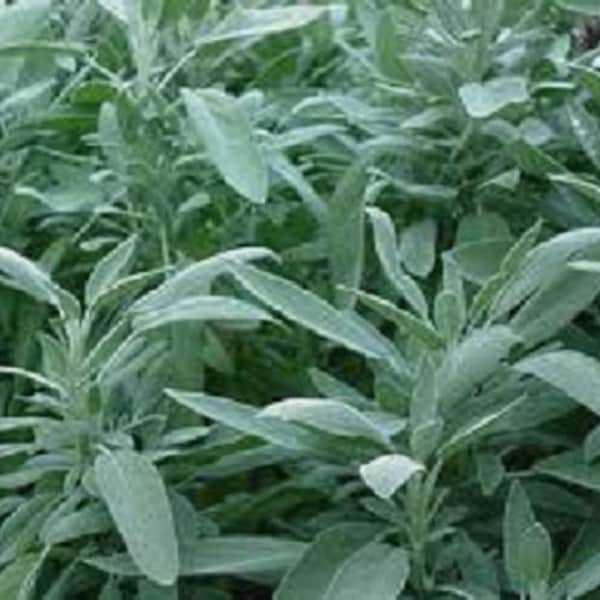 100 Broad Leaf Sage Seeds Herb Seeds (Perennial)