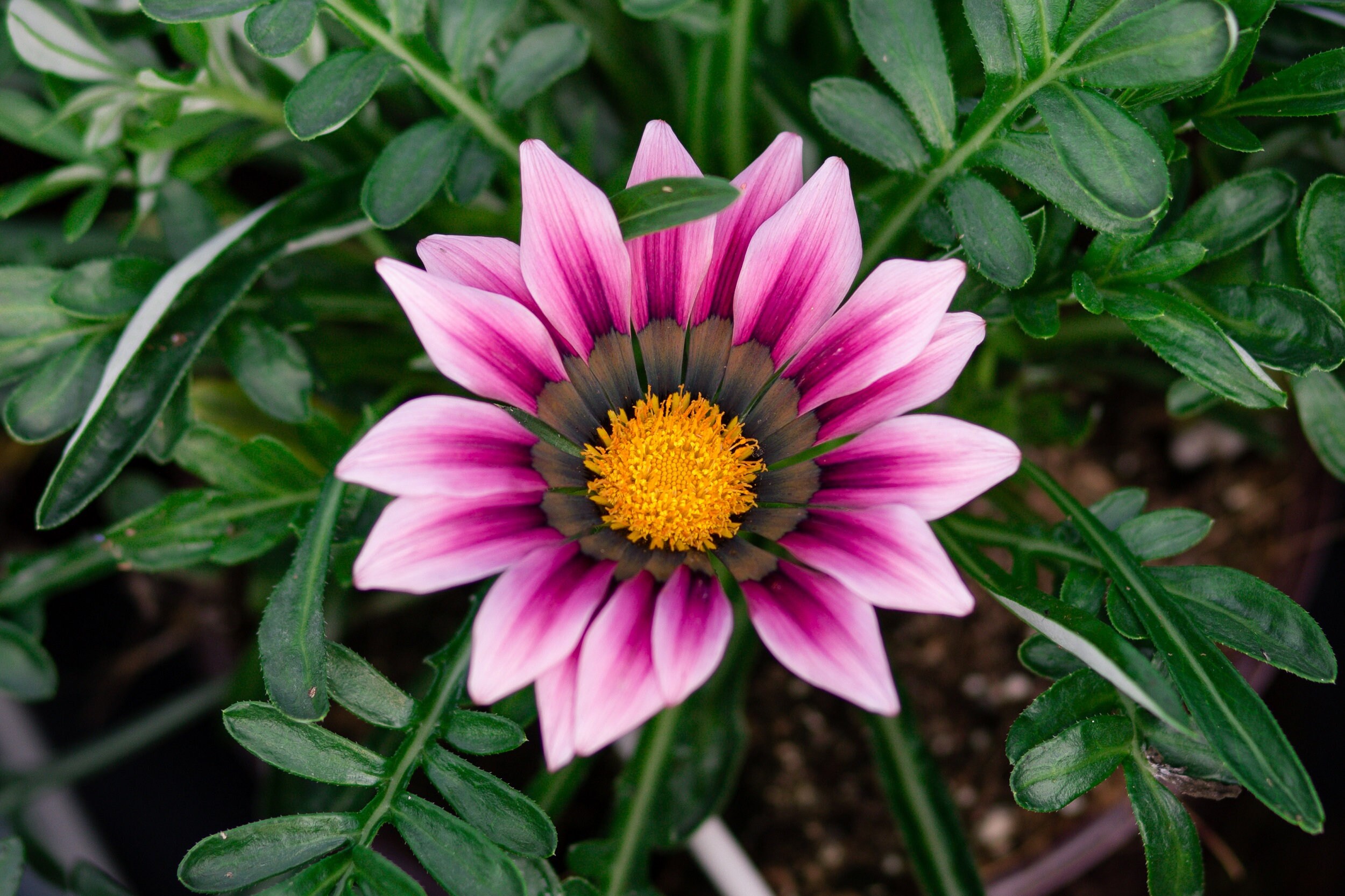 【SJ18762】SEED / Shiny Day SJ18762】SEED / Shiny Day MPB#12 Gazania Seeds New Day