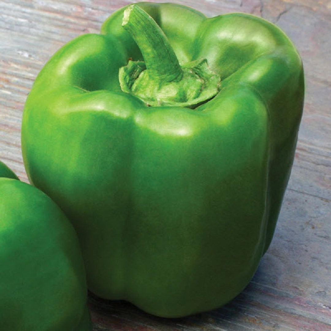 25 Touchdown Bell Pepper Seeds F1 Hybrid Big Green Pepper Garden Seeds