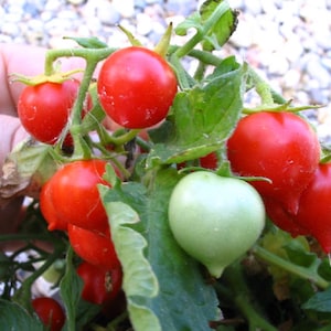 MPB#6 Tomato Seeds Micro Tom World&#39;s Smallest Tomato Plant 15 thru 100 Seeds dwarf tomato