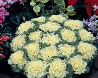 Ornamental Kale Nagoya White 50 Seeds Flowering Kale Seeds