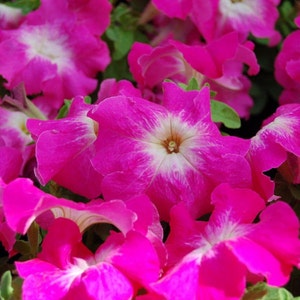 Pelleted Petunia Seeds 1,000 Bulk Flower Seeds Candypops Rosy Morn