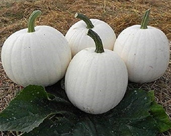 MPB#10 Pumpkin Seeds Casper White Pumpkin 25 thru 200 Seeds