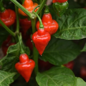 50 Pepper Seeds Pepper Spinning Tops Hot Pepper Garden Seeds