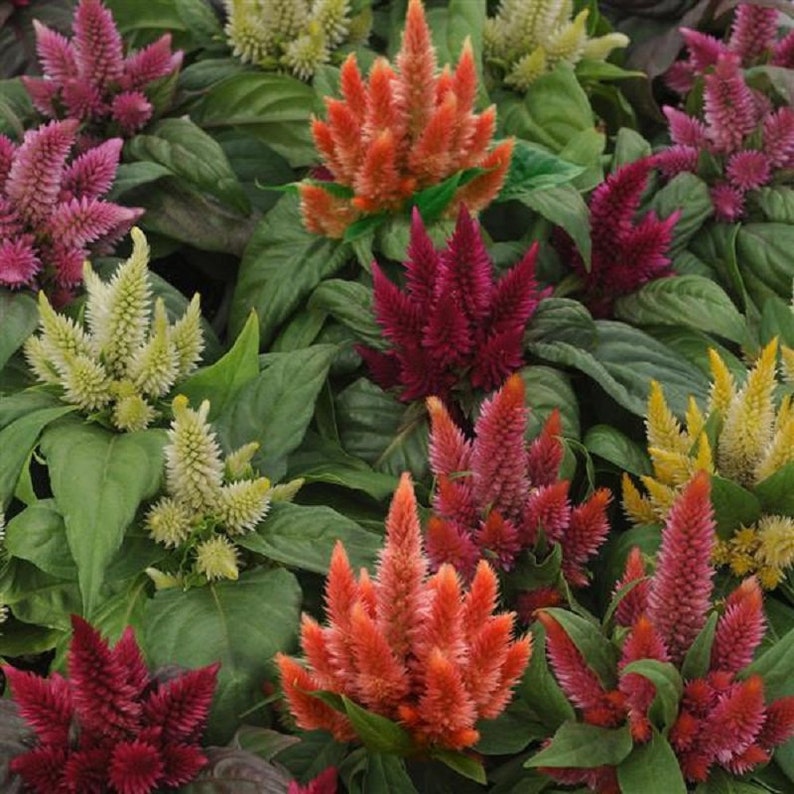 May include: A close-up of a variety of celosia flowers in shades of pink, red, orange, and yellow. The flowers are arranged in a cluster, with their feathery plumes creating a vibrant and colorful display.