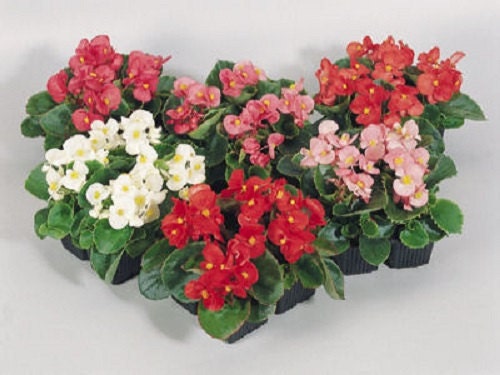 50 Begonia Seeds Pelleted Seeds Super Olympia Mix FLOWER SEEDS 50 Begonia Seeds Pelleted Seeds Super Olympia Mix FLOWER SEEDS
