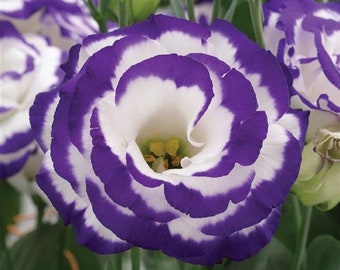 25 Pelleted Seeds Lisianthus Seeds Arena 3 Blue Picotee Cut Flower Seeds, Garden Flowers