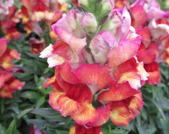 Snapdragon Antirrhinum Liavender Bi-Color Flower Seeds 50 Self-Seeding Snapdragon Antirrhinum Liavender Bi-Color Flower Seeds 50 Self-Seeding
