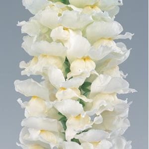 May include: White snapdragon flowers with ruffled petals. The flowers are arranged in a vertical cluster, creating a tall, elegant display.