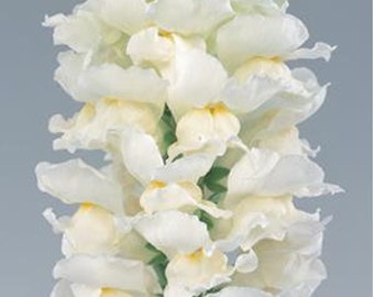 50 Snapdragon seeds Snapdragon Calima Ivory White