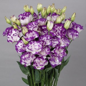 Lisianthus Seeds 25 Pelleted Seeds Lisianthus Bolero Blue Picotee Cut Flowers Plant Seeds