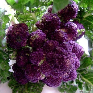 MPB#3 Broccoli Seeds 50 Purple Sprouting Seeds