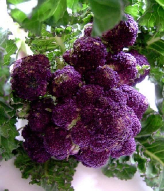 Broccoli Purple Sprouting GROW Your Own as it’s Easy & Satisfying 50 Seeds Broccoli Purple Sprouting GROW Your Own as it’s Easy & Satisfying 50 Seeds