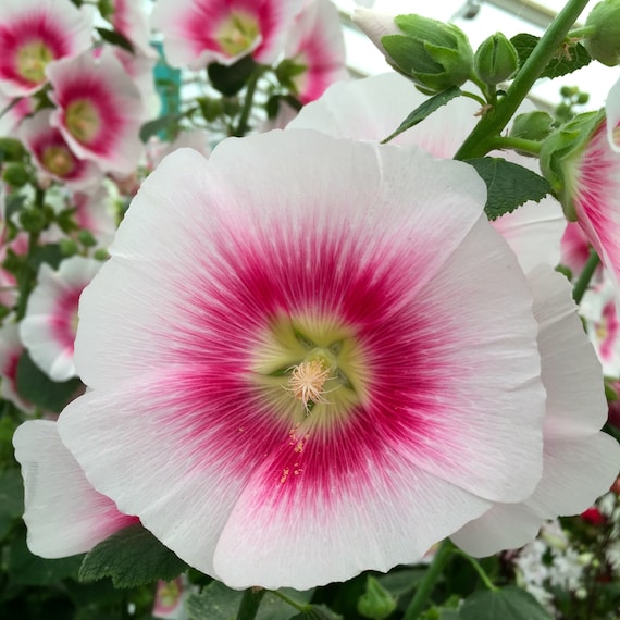 Hollyhock Seeds 25 Halo Night /& Day Mix Perennial Seeds