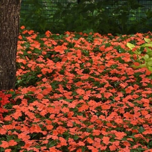 50 Impatiens Seeds Beacon Salmon Walleriana Flower Seeds
