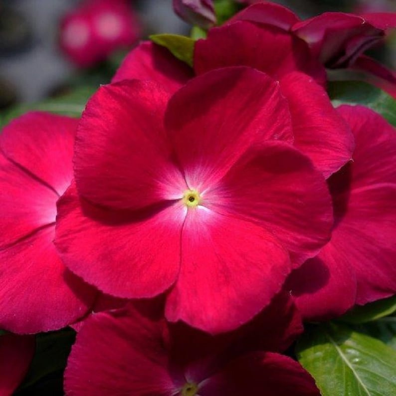 Vinca Heat Wave Raspberry Vinca Seeds Mega Bloom Raspberry 25 Seeds Large Blooms - Etsy