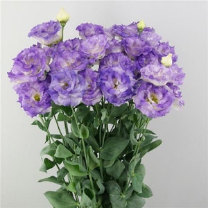 Cut Flower Lisianthus Seeds Celeb 2 Blue Flash 25 Pelleted Seeds Garden Flowers, Flower Seeds