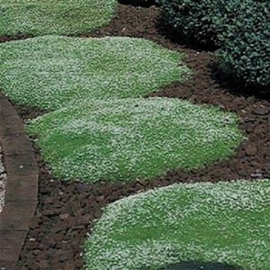 MPB#2 Irish Moss Seeds 500 PERENNIAL SEEDS Ground Cover