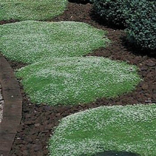 Irish Moss Seeds 500 PERENNIAL SEEDS Ground Cover