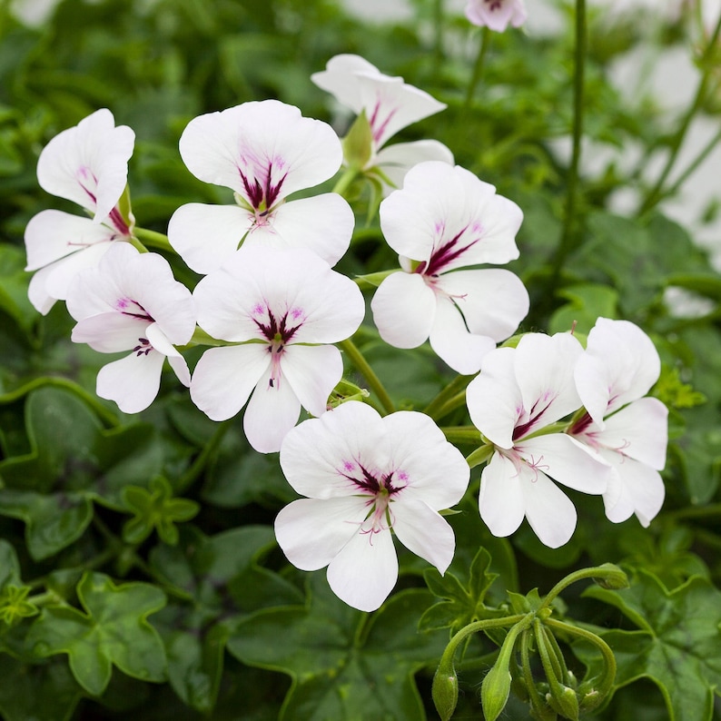 BIN1R7D4 Reach Out White Geranium Seeds 15 thru 100 Seeds Ivy Geranium Seeds image 1