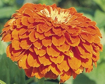 Zinnia Seeds Benary's Giant Orange Flower Seeds 50 Seeds
