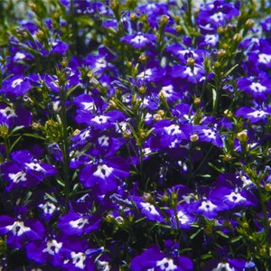 Lobelia Seeds Coat Of Arms Blue White Trailing Lobelia 50 Multi pelleted Seeds