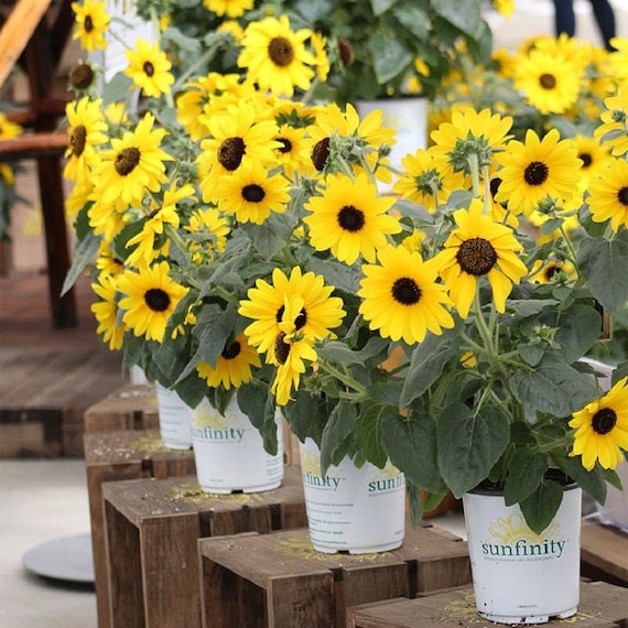 BIN1-D1 Sunflower Seeds Sunfinity Sunflower F1 Hybrid 5-50
