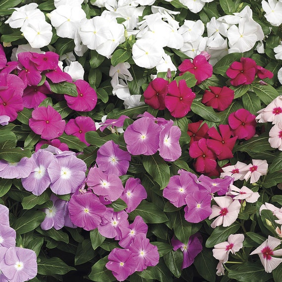 100 Bulk Vinca Seeds Vinca Cora Mix Seeds - Etsy 日本