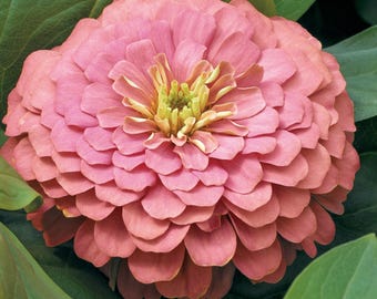 25 Zinnia Seeds Zinnia Magellan Salmon Zinnias Flower Seeds Plant Seeds
