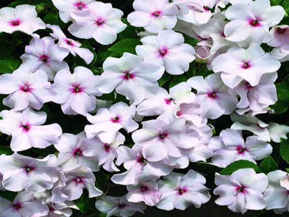 50 Impatiens Seeds Accent Coral Seeds 