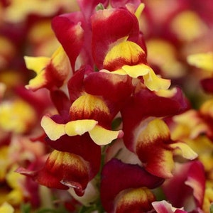 Snapdragon Seeds 50 Pelleted Seeds Snapdragon Snapshot Red Bicolor