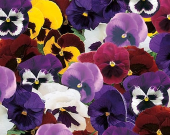 May include: A close-up of a variety of colorful pansies. The pansies are in shades of purple, blue, yellow, red, and white. The flowers are arranged in a random pattern.