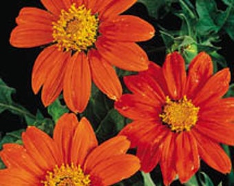 50 Seeds Tithonia Rotundifolia Mexican Sunflower Seeds Orange Sunflower