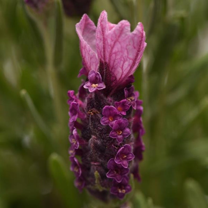 Lavandula Seeds 25 Lavender Bandera Deep Rose Spanish Lavender Seeds bild 2