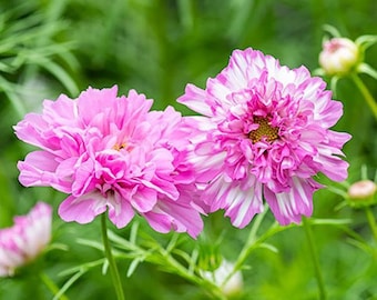 25 Cosmos Seeds Cosmos Double Click Pink Bicolor Cut Flowers Flower Seeds Seed Packets