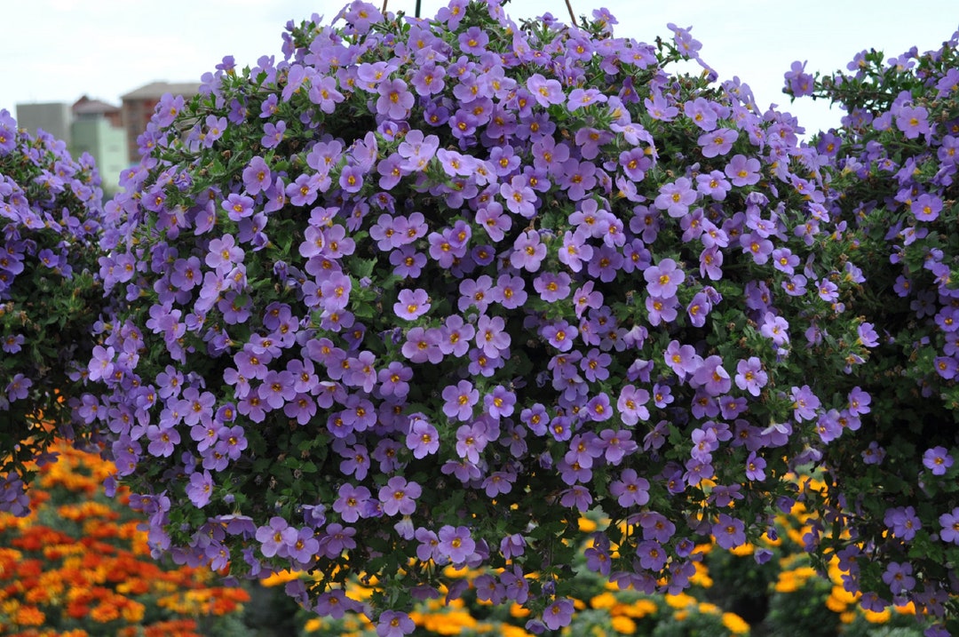 BIN#1R5D1 Bacopa Seeds 25 Thru 100 Multi Pelleted Bacopa Bluetopia