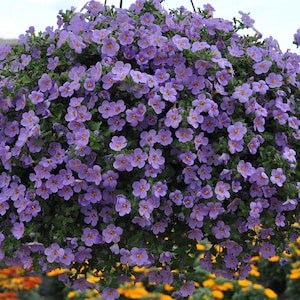 May include: A hanging basket overflowing with vibrant purple flowers. The flowers are densely packed, creating a lush and colorful display.