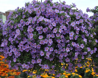BIN#1R5D1 Bacopa Seeds 25 thru 100 Multi Pelleted Bacopa Bluetopia Seeds