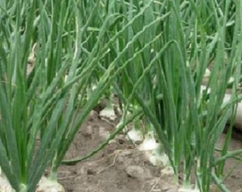 250 Walla Walla Onion Seeds 110 days Seed