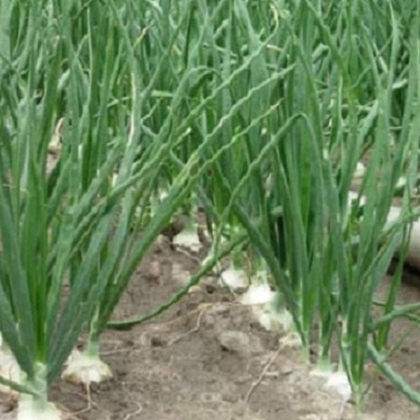 Walla Walla Onion Sets Etsy