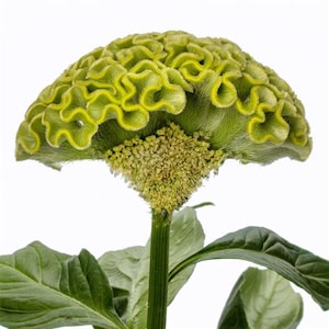 May include: A green cockscomb flower with a unique, ruffled texture. The flower is on a green stem with green leaves.