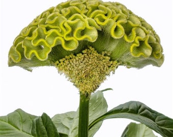May include: A green cockscomb flower with a unique, ruffled texture. The flower is on a green stem with green leaves.