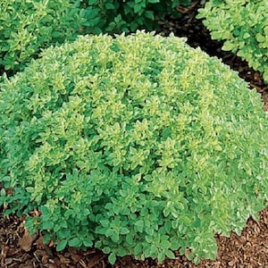 MPB#11 Basil Seeds Dwarf Greek Herb Seeds 1,000 Seeds